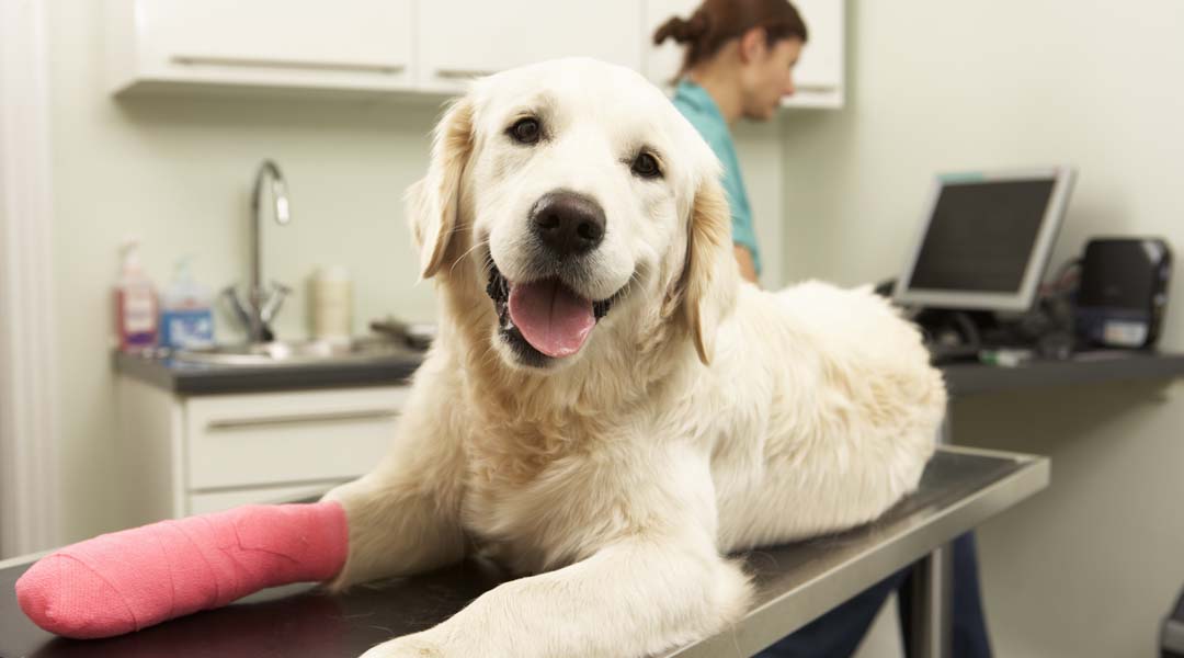 A dog has it's right front leg in a pink cast and is looking at the camera. The dog is laying on an examination table while a Vet is looking at a computer screen in the background.