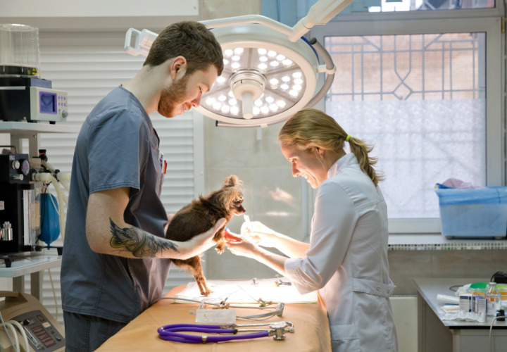 Man holds dog while vet performs an examination