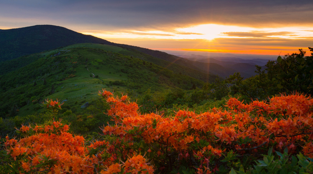Roan Mountain Sunset Rhodendrons